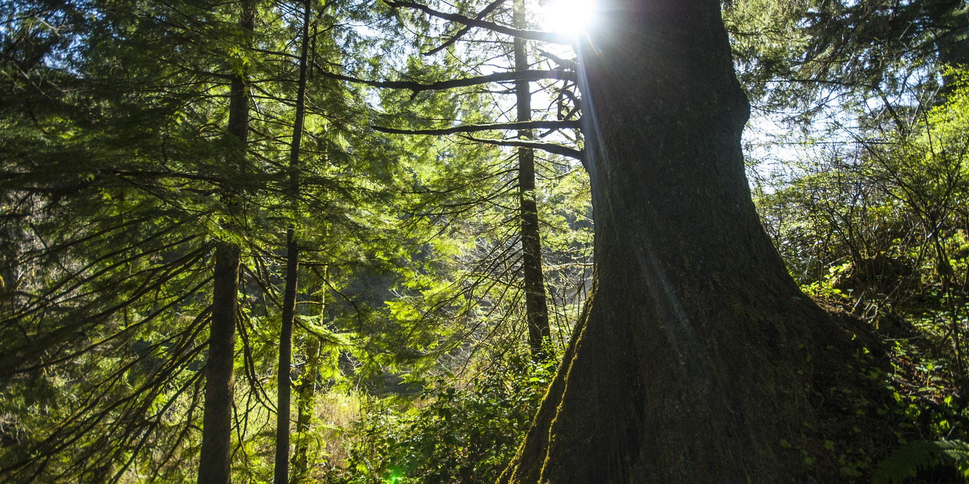 Old-growth Sitka spruce (Picea sitchensis) surrounding Youngs River Falls.