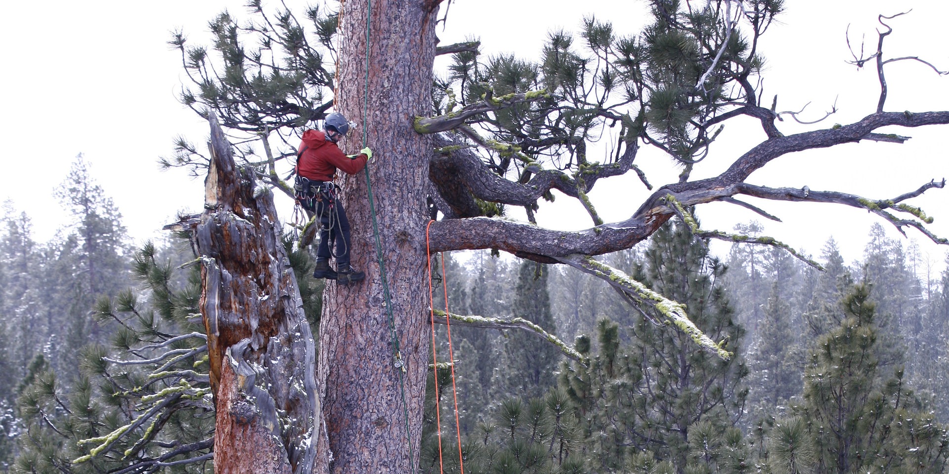 Ascent of the LaPine Giant ponderosa pine.