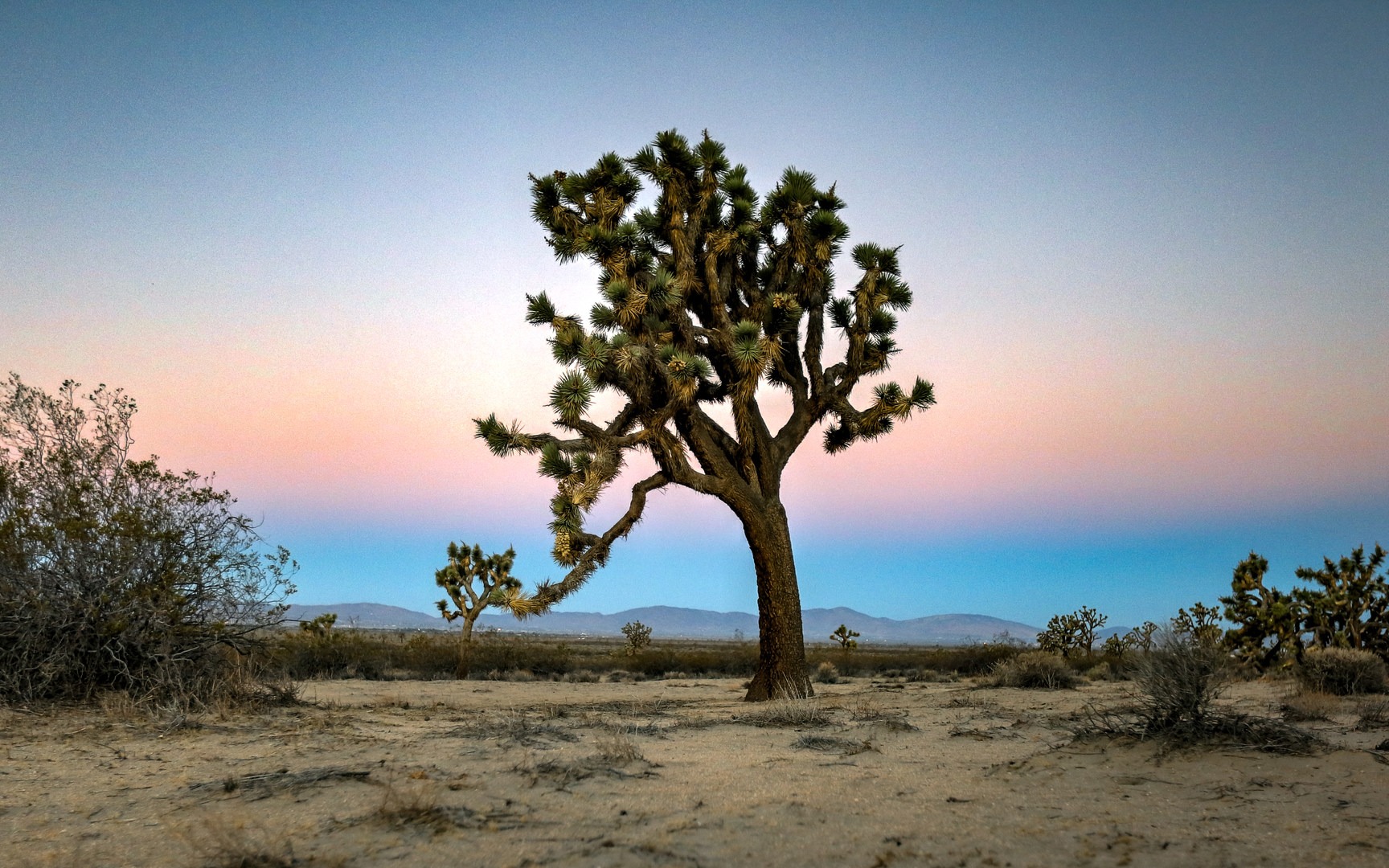 8 Mustdo Mojave Desert Adventures Outdoor Project