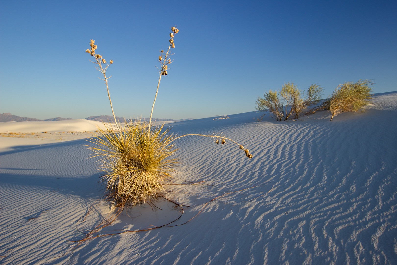 The Seussical Yucca Plant in White Sands National Monument. Photo by Daniel Sherman.