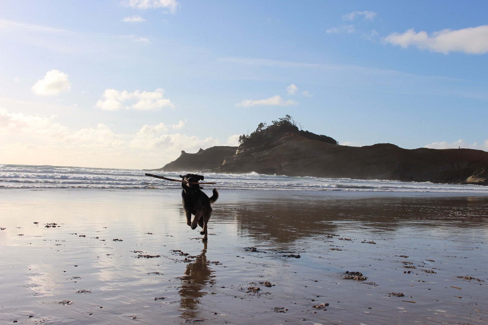 A happy Porter dog on the Oregon Coast.
