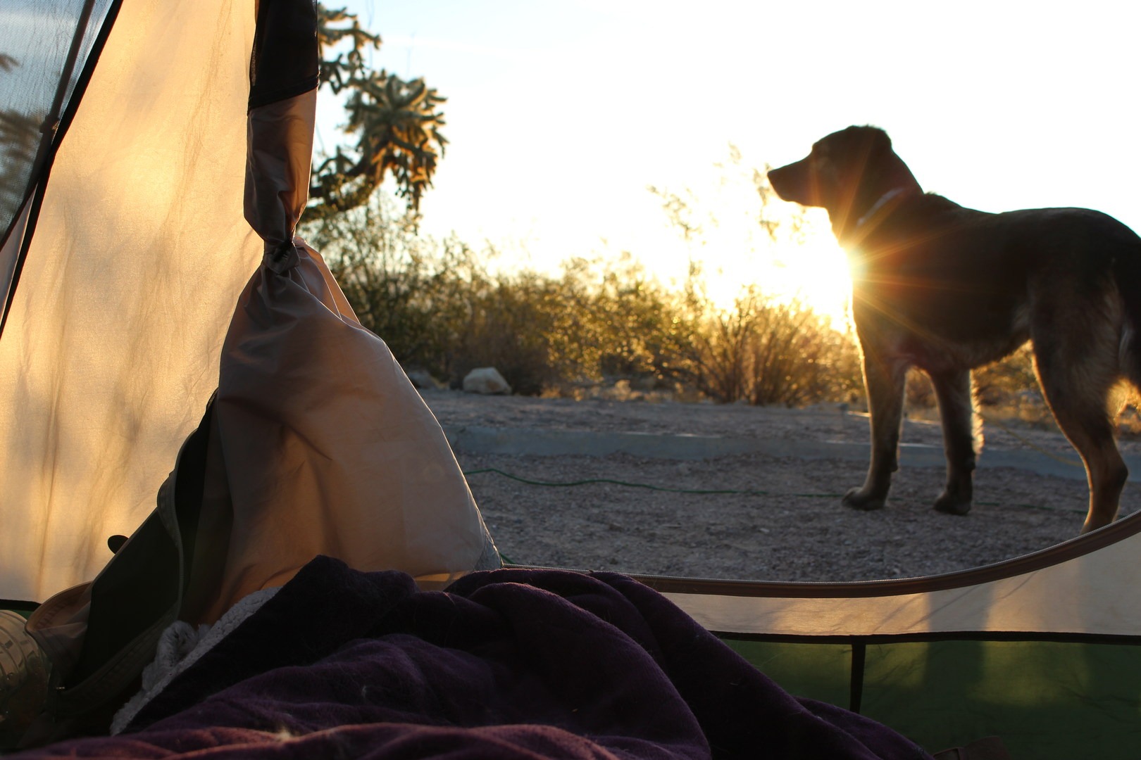 Dogs love car camping too!