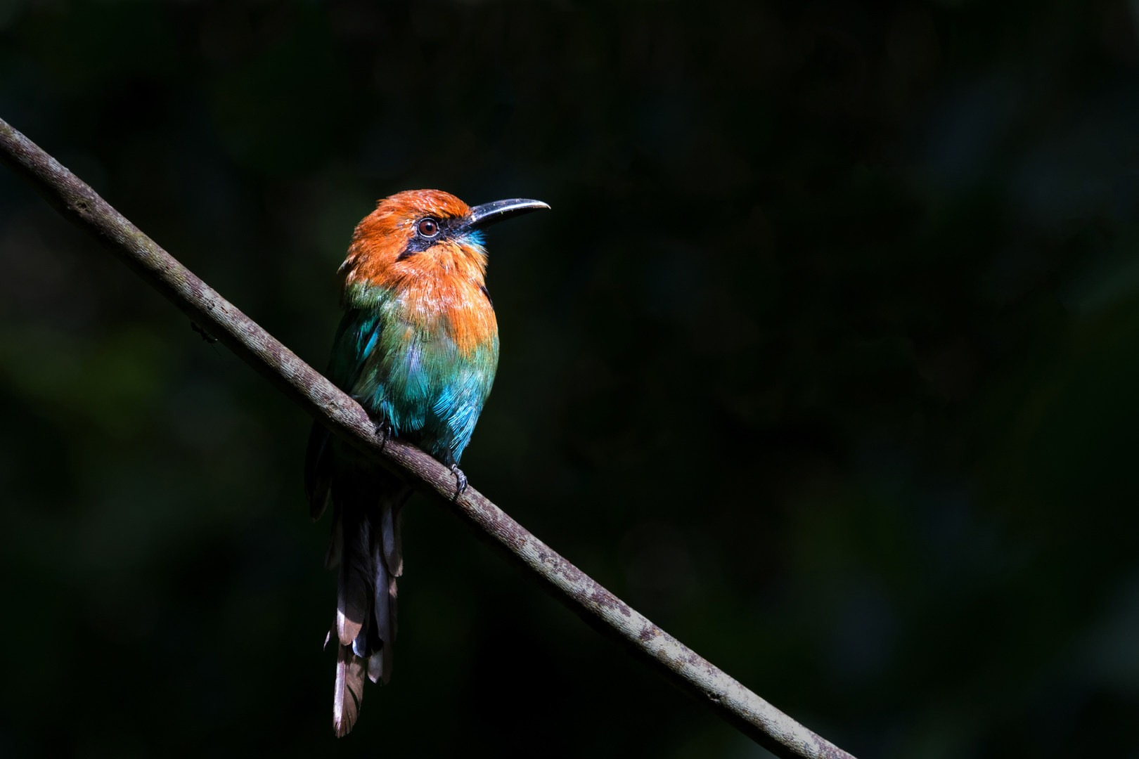 Motmot at Pipeline Road