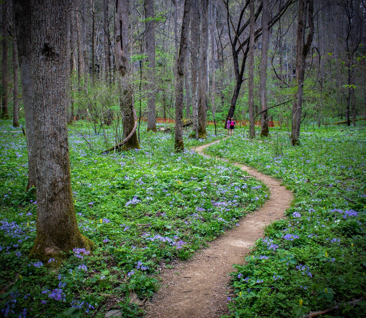 Schoolhouse Gap Trail to White Oak Sinks | Outdoor Project
