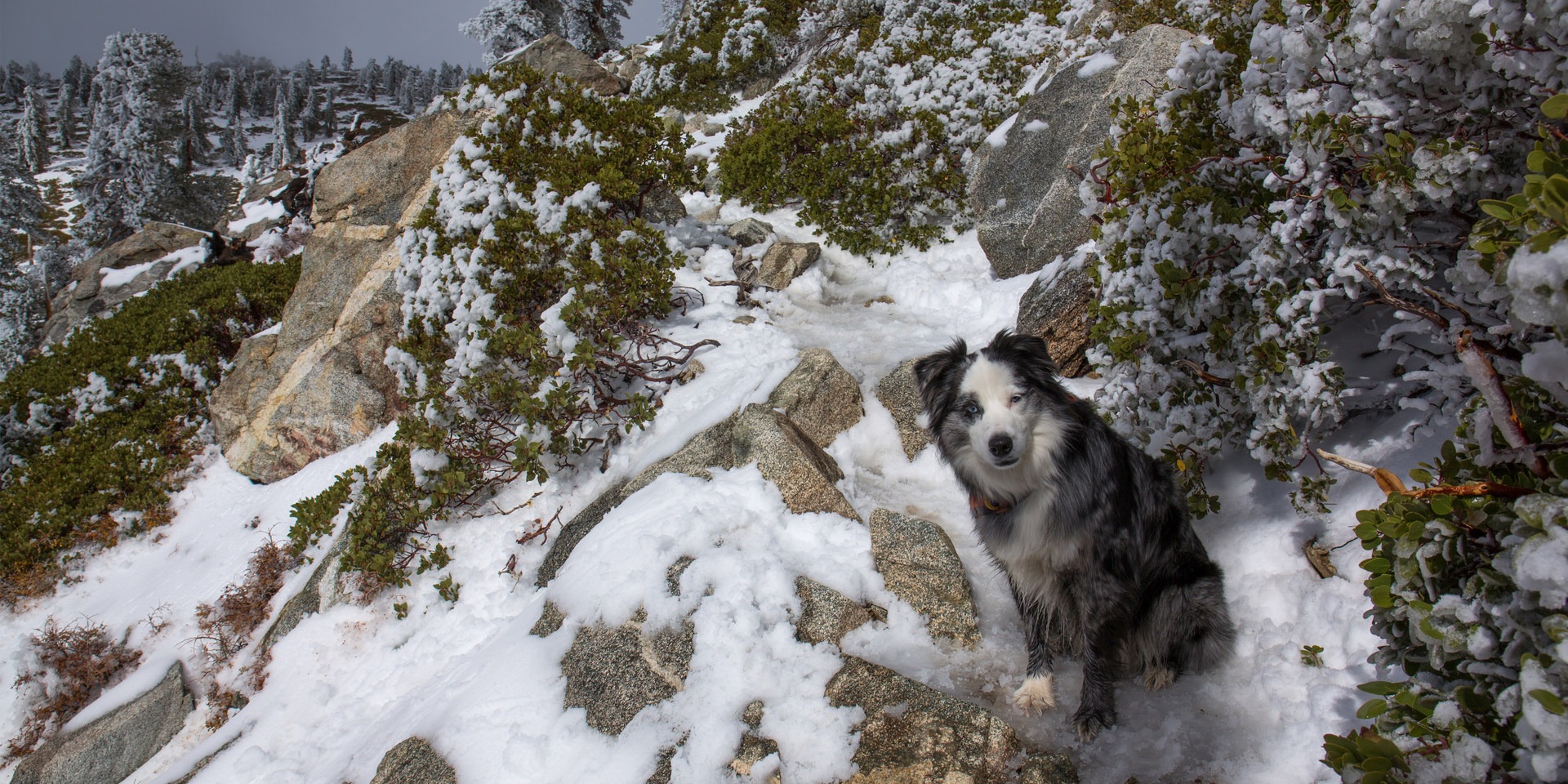 Kali on Mount Baldy.