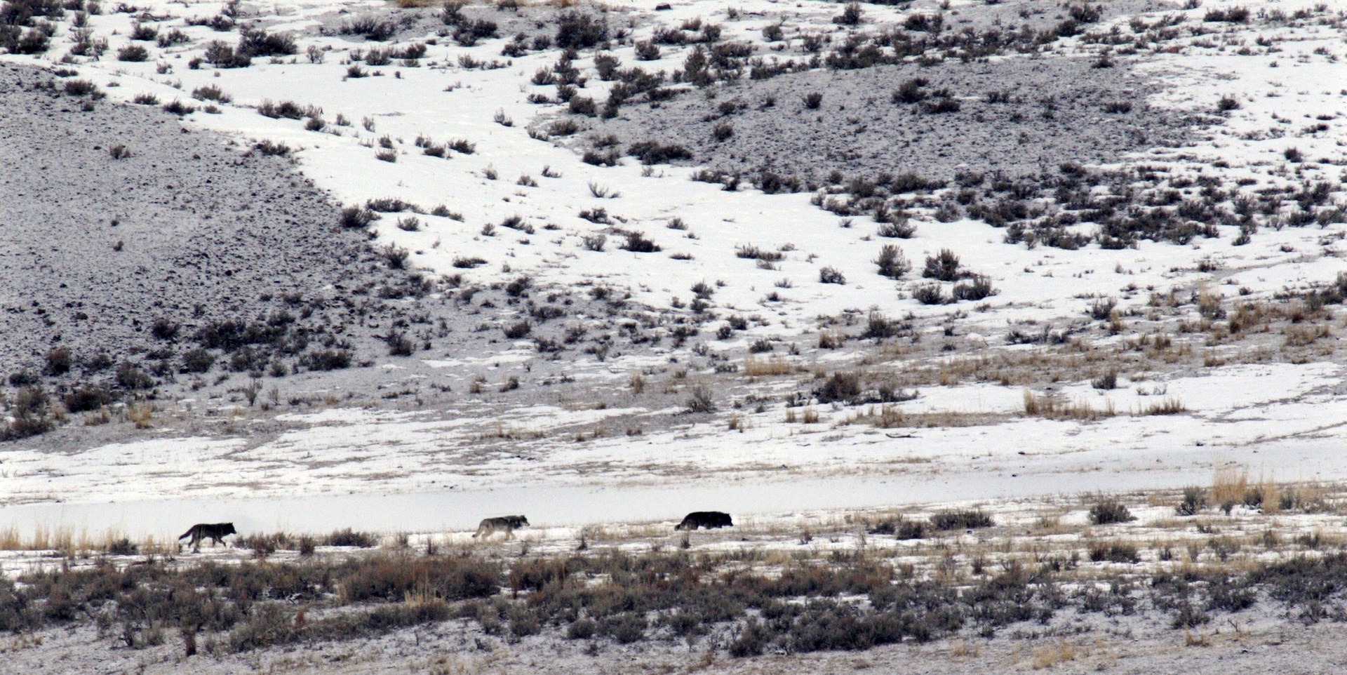 Wolves in Yellowstone. Photo published under CC license 2.0.