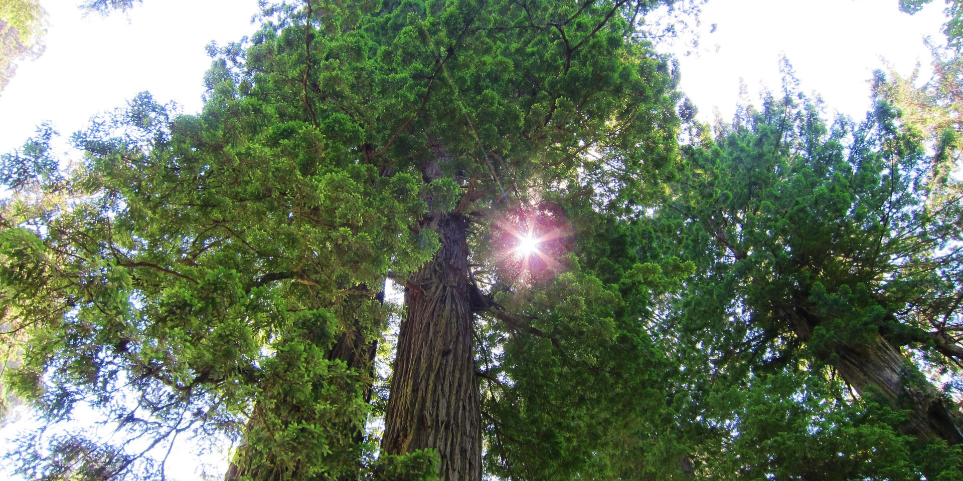 View into the redwoods.
