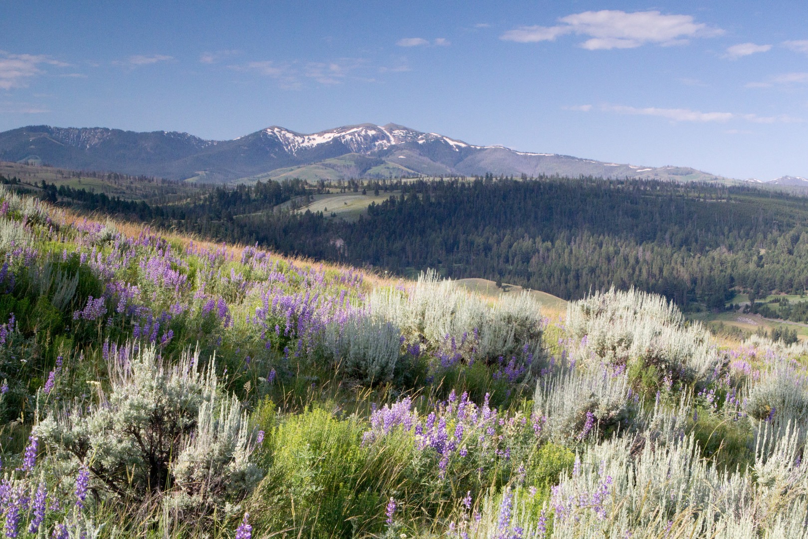 Specimen Ridge Trail Outdoor Project