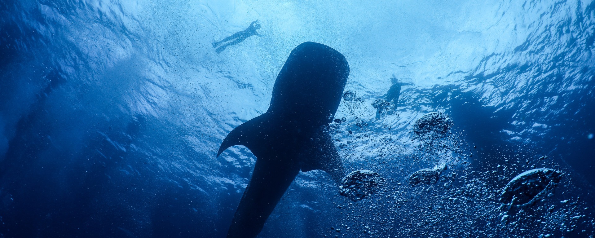 A whale shark in Silk Caye Marine Reserve.