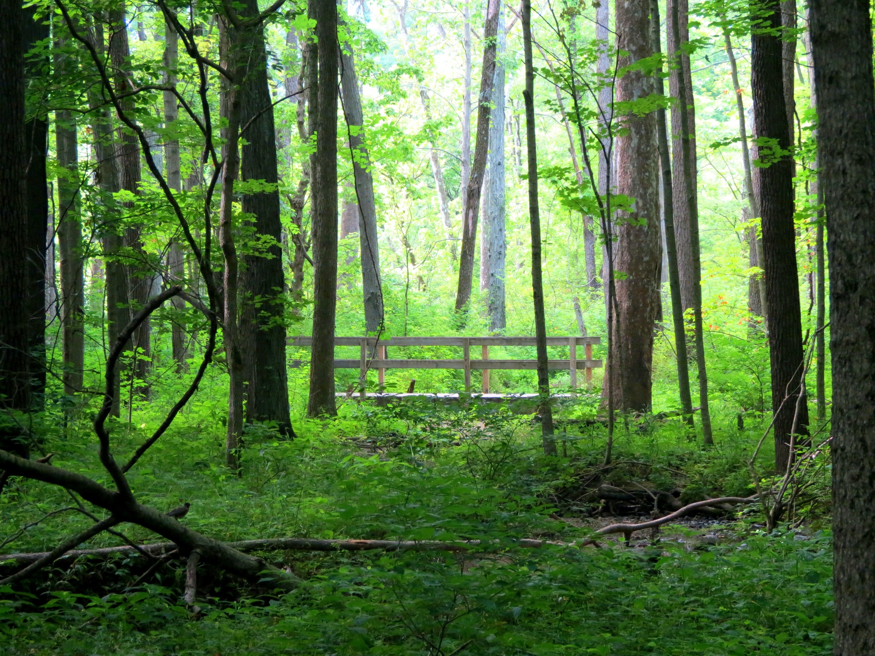 Ritchey Woods Nature Preserve, Fishers IN