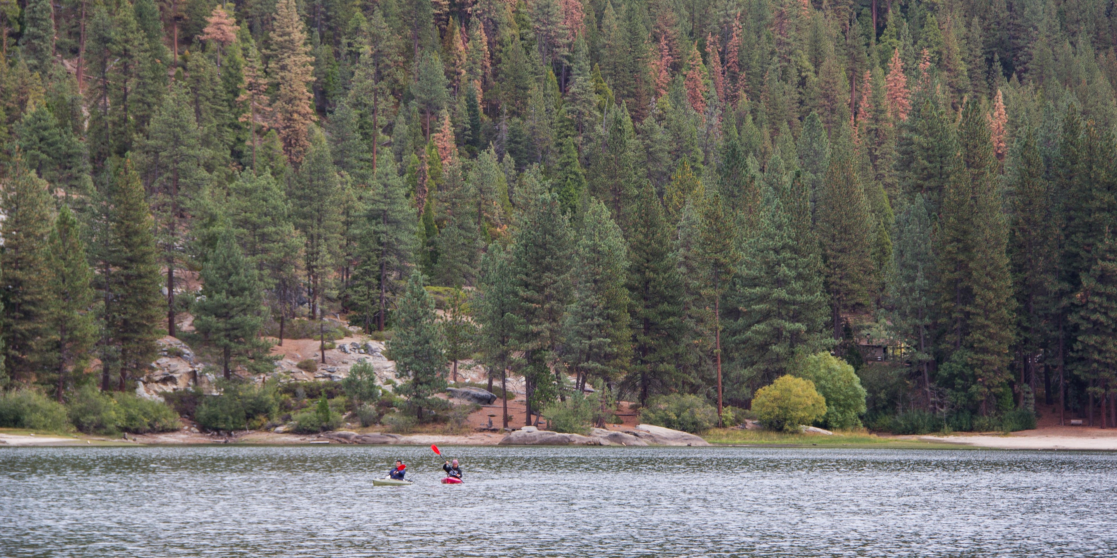 Are Dogs Allowed At Sandy Cove Hume Lake