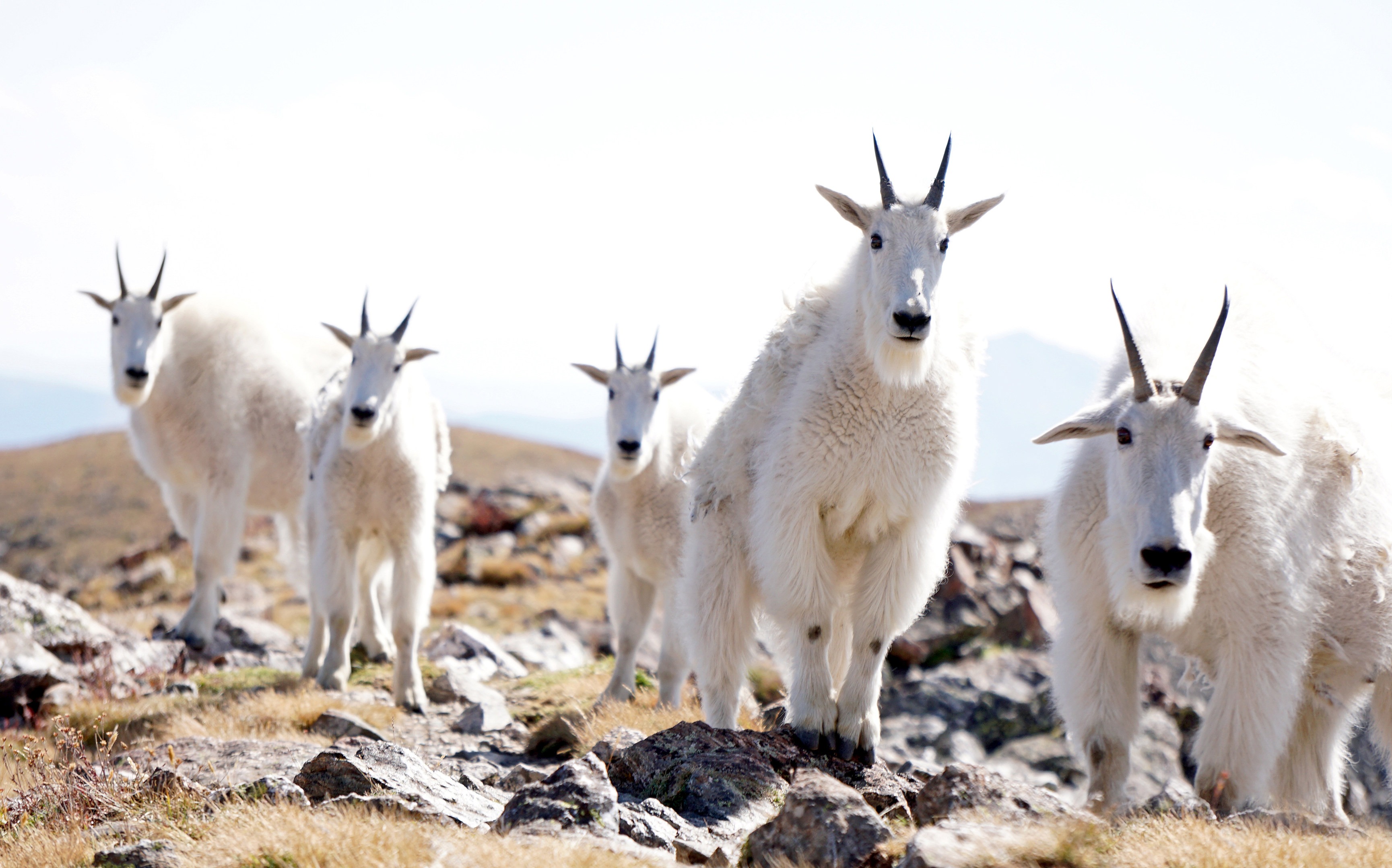 Eight Facts About Mountain Goats You Should Know - National Forest