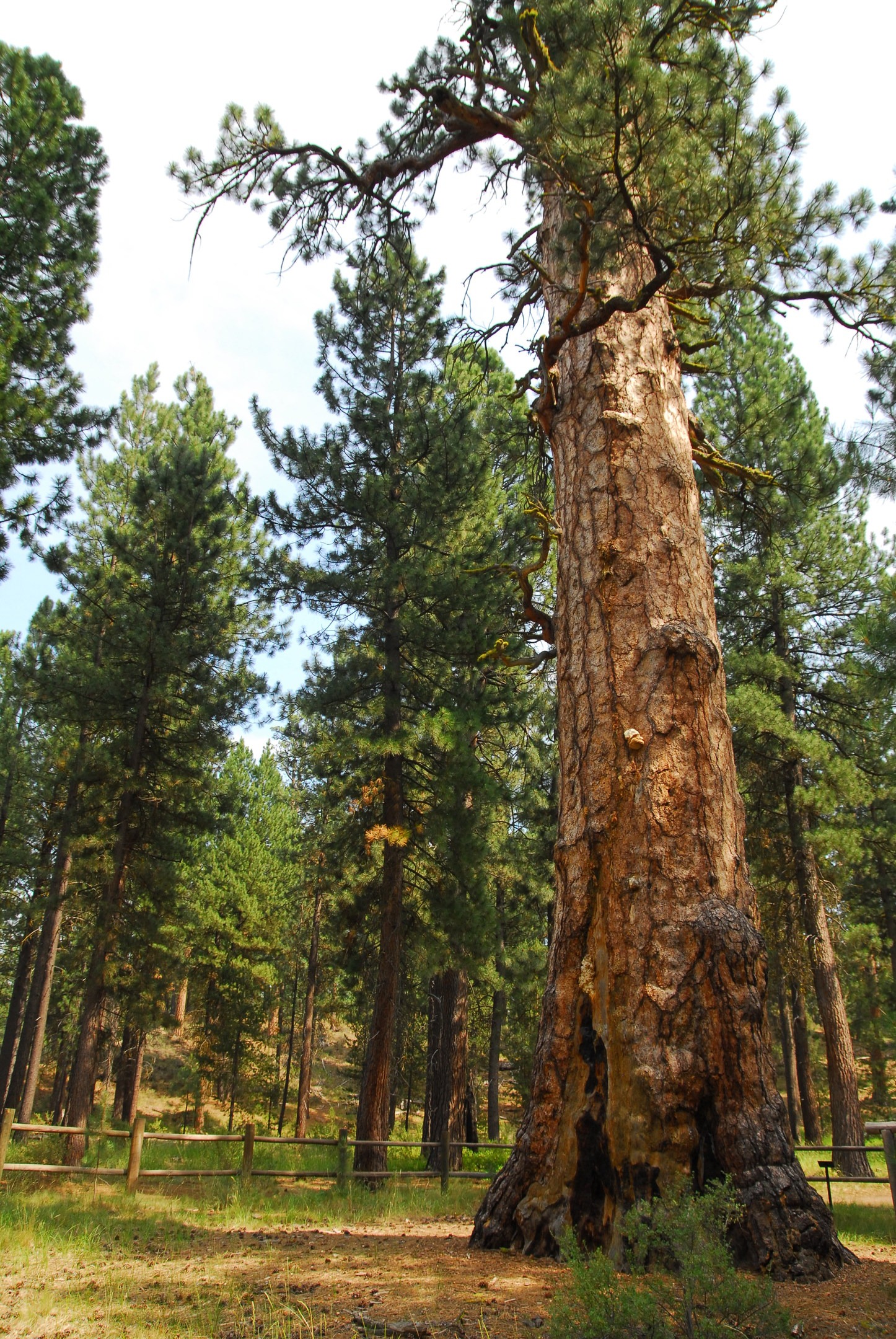 Ponderosa Pine Forest