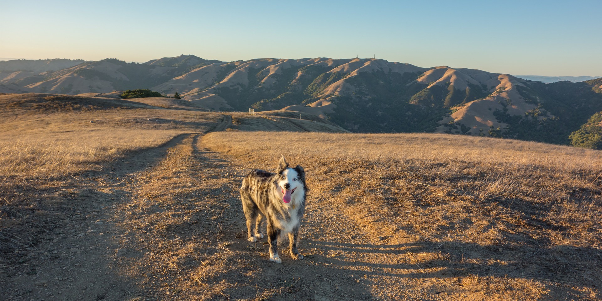 15 of California's Best DogFriendly Hikes Outdoor Project
