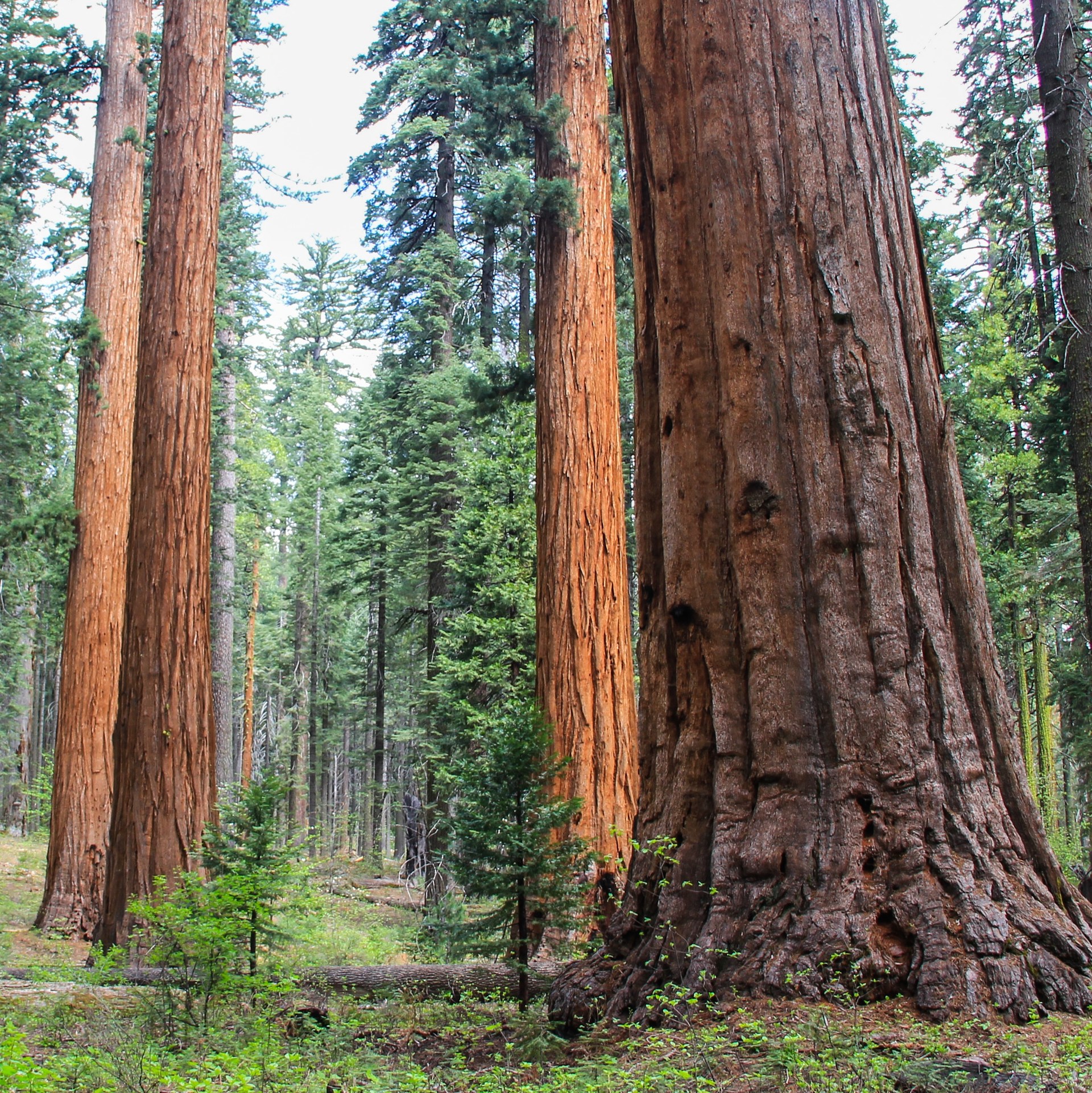 Calaveras Big Trees State Park Outdoor Project