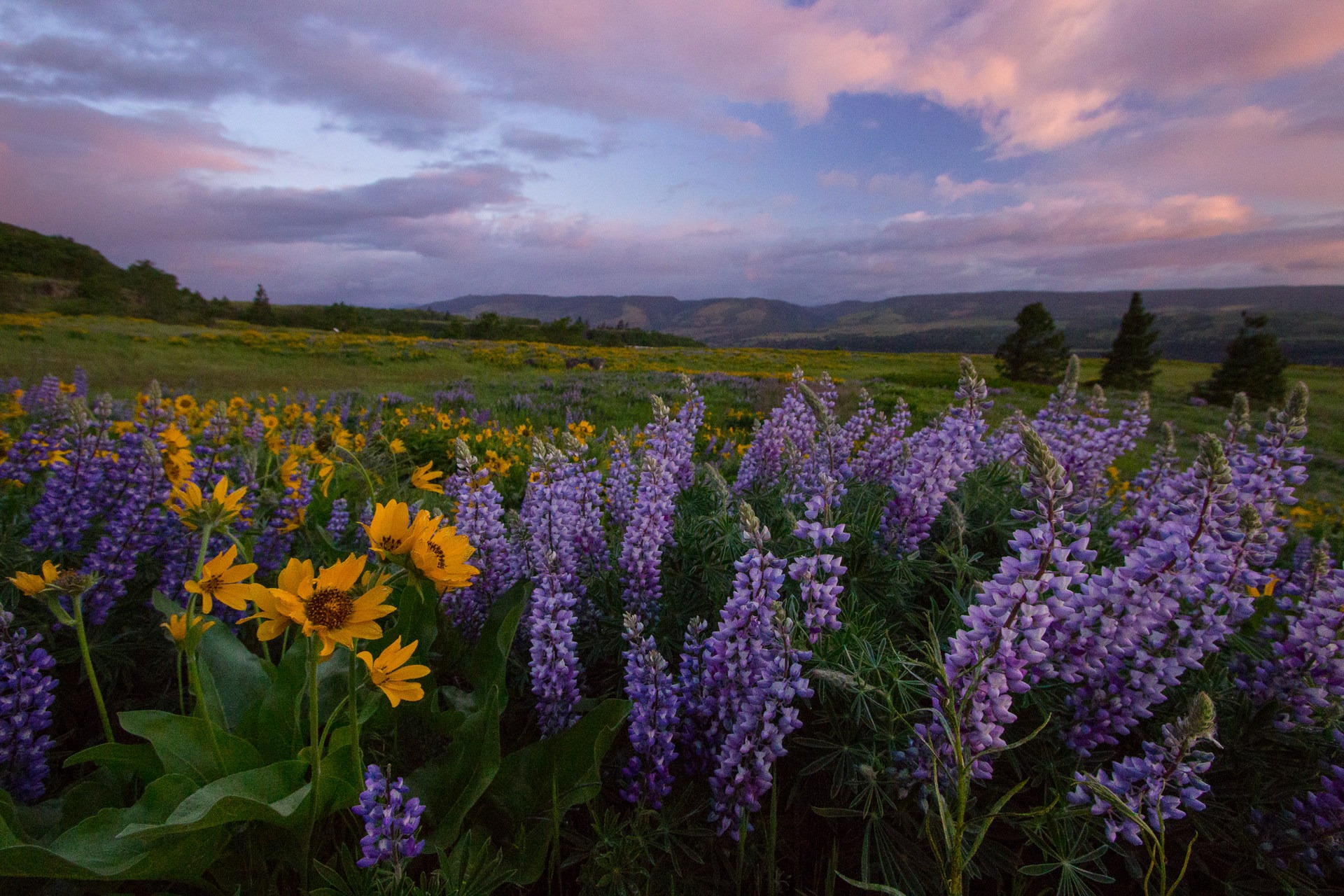 11 Epic Locations for Early Summer Wildflowers Near Portland Outdoor