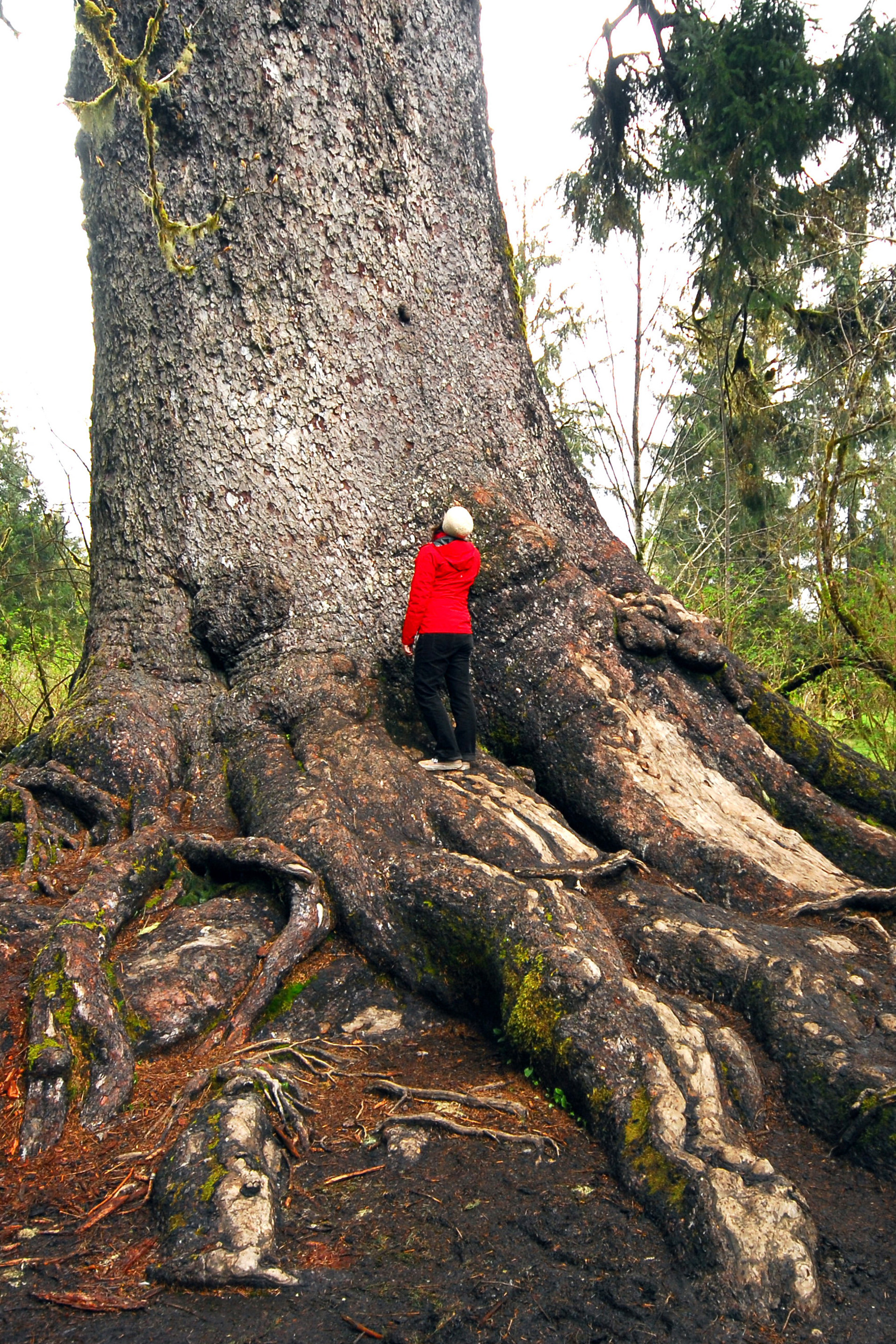 Quinault Giant Sitka Spruce Outdoor Project