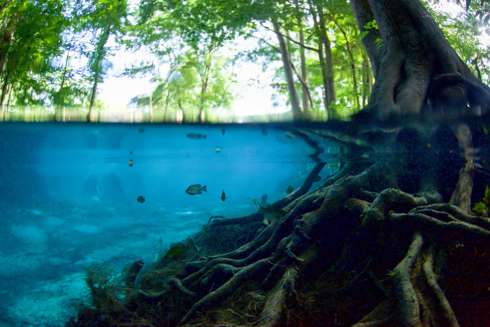 Exploring 10 Incredible Freshwater Springs in Florida Outdoor Project