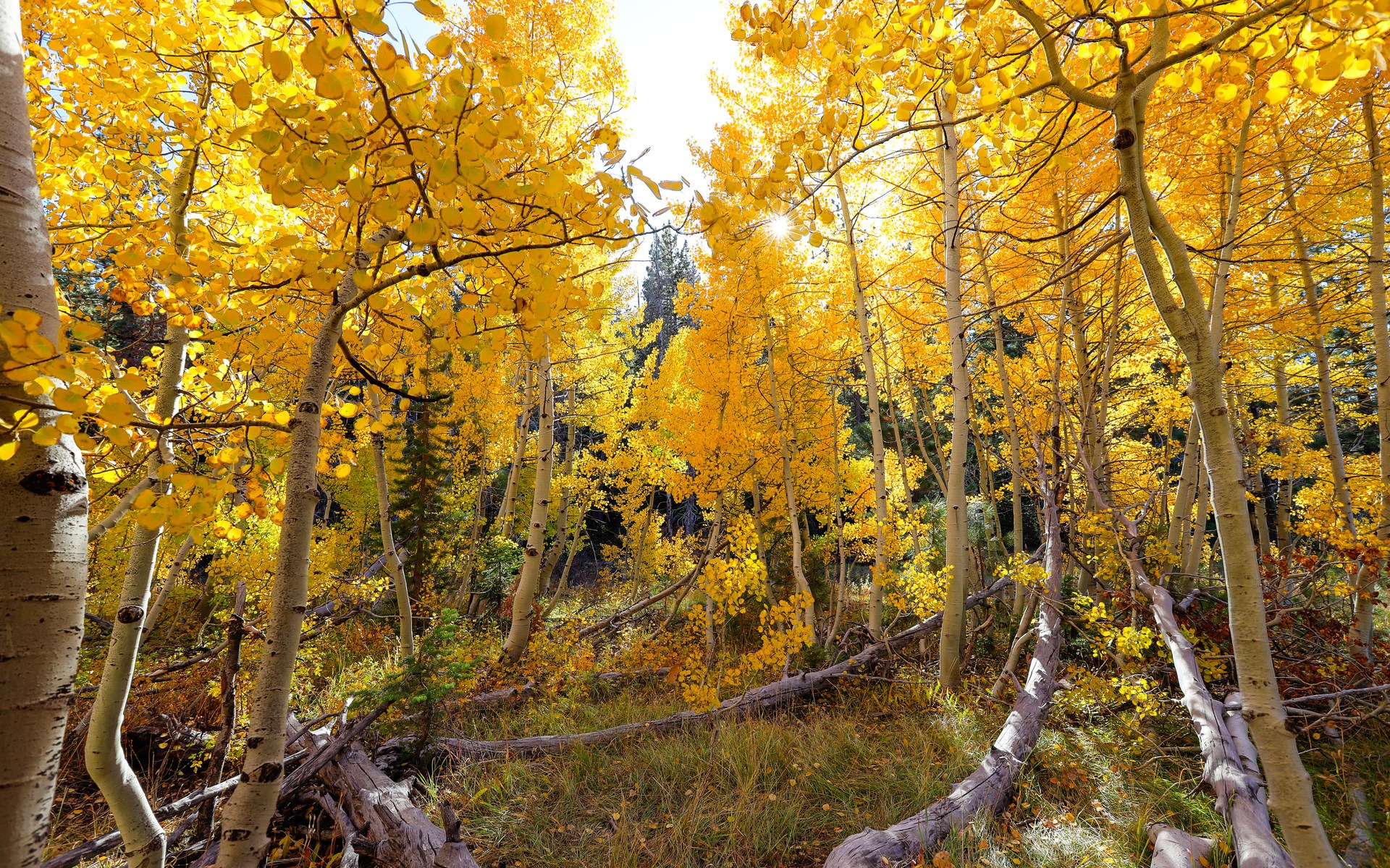 5 Incredible Fall Hikes Near South Lake Tahoe - Outdoor Project